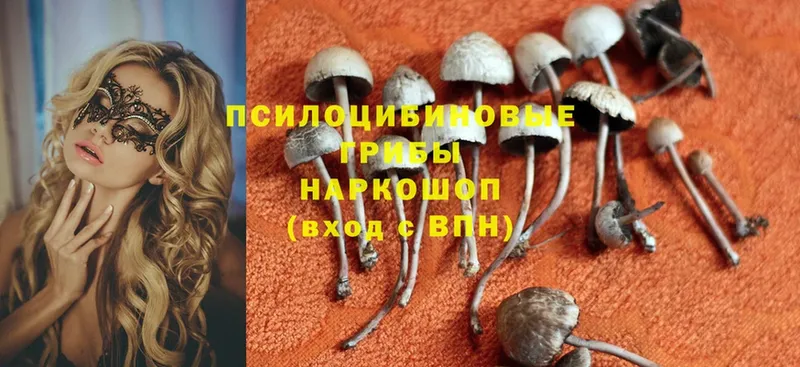 сколько стоит  Вуктыл  Псилоцибиновые грибы MAGIC MUSHROOMS 